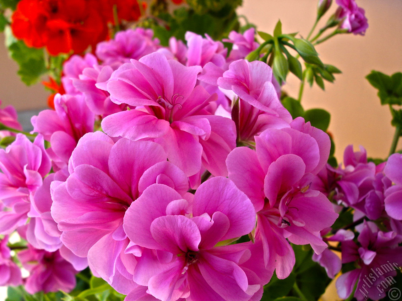 Pink Colored Pelargonia -Geranium- flower.
