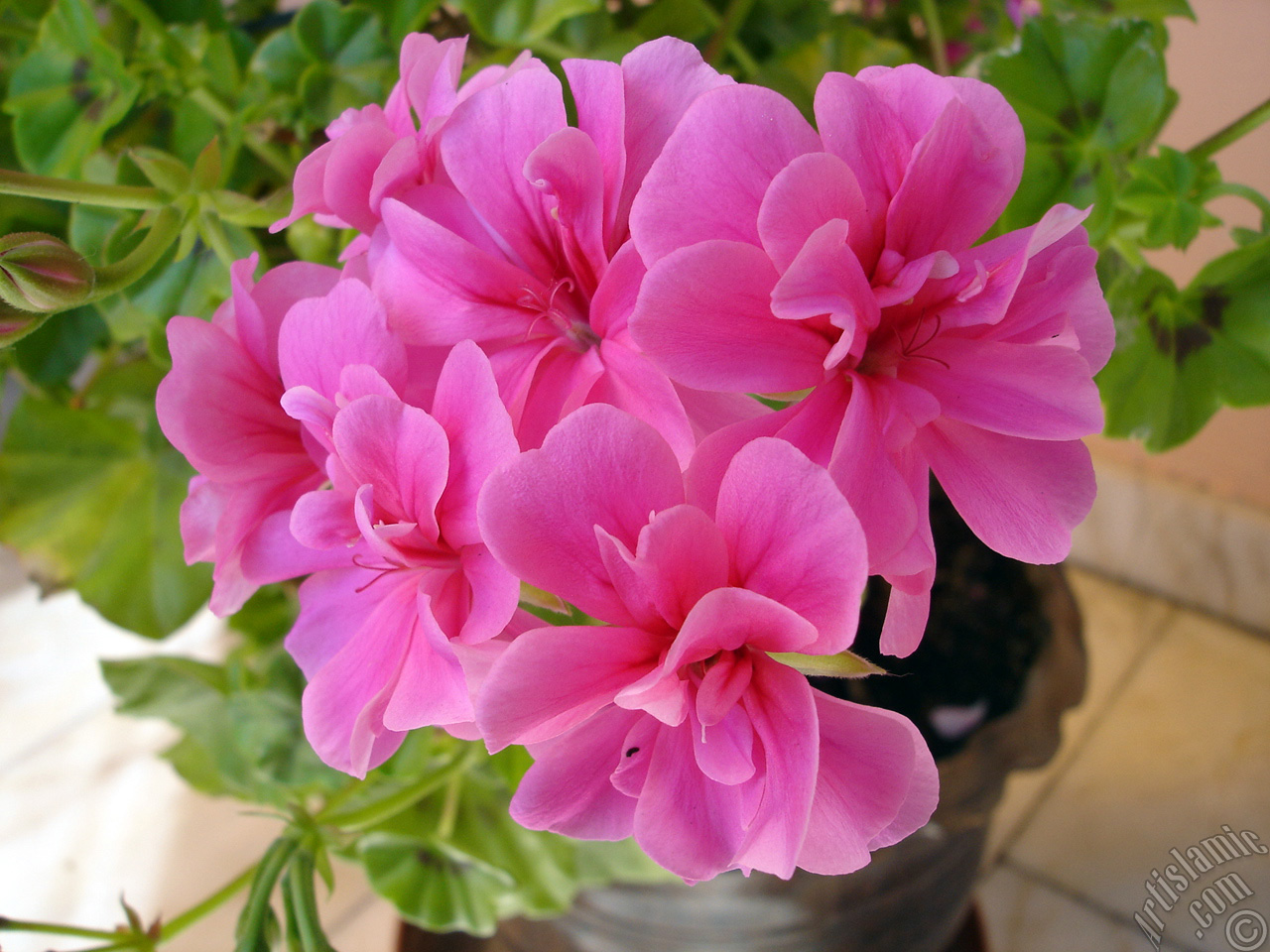 Pink Colored Pelargonia -Geranium- flower.
