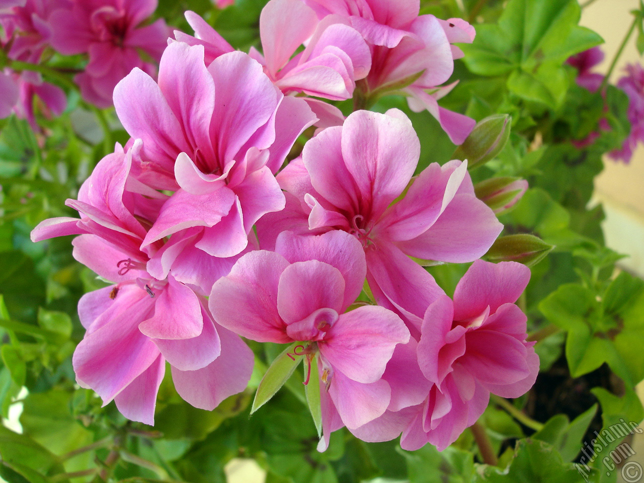 Pink Colored Pelargonia -Geranium- flower.
