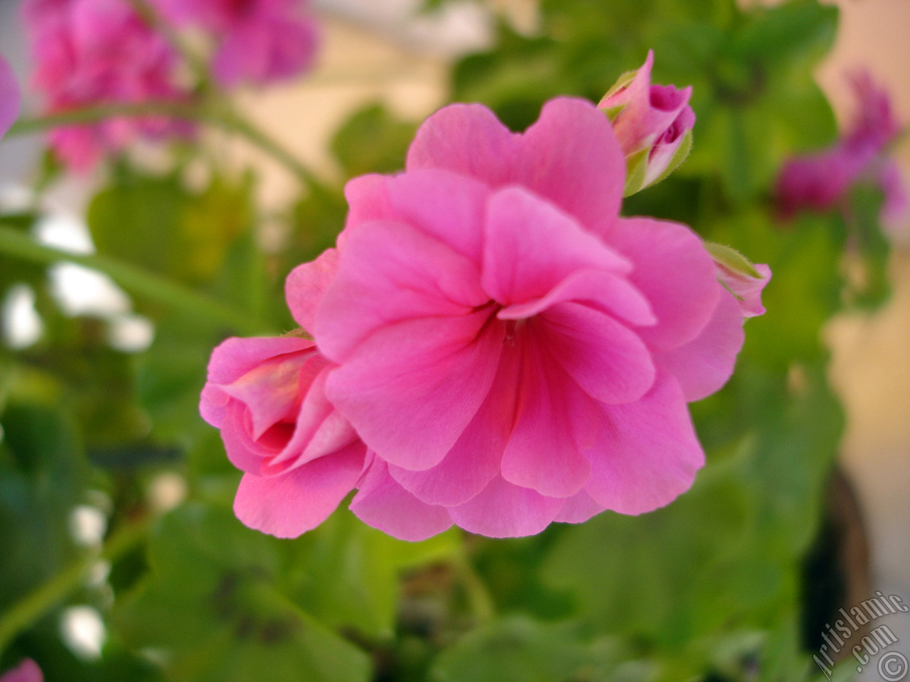 Pink Colored Pelargonia -Geranium- flower.
