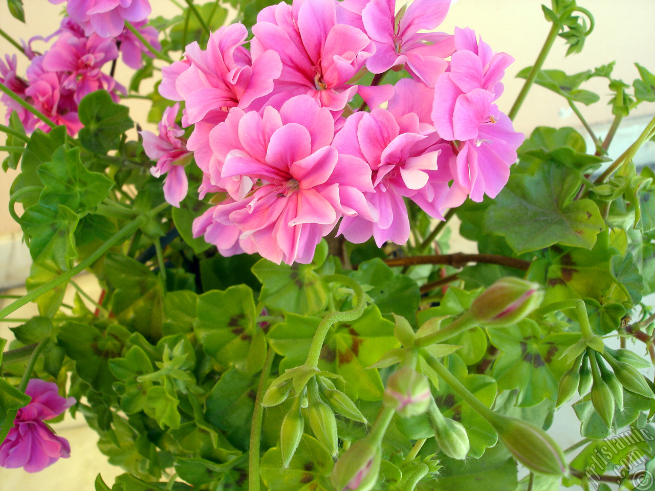 Pink Colored Pelargonia -Geranium- flower.

