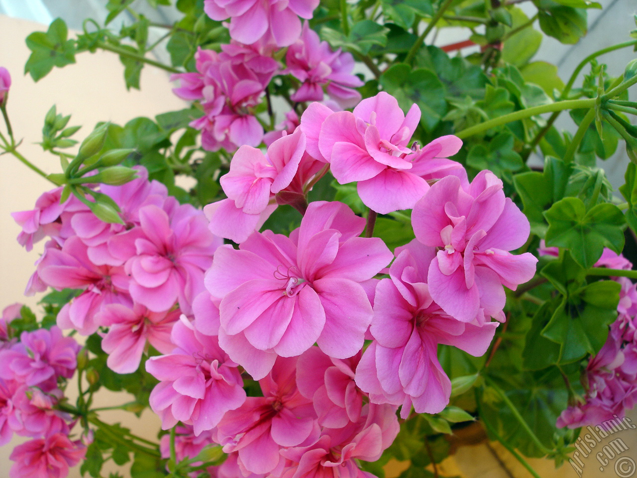 Pink Colored Pelargonia -Geranium- flower.
