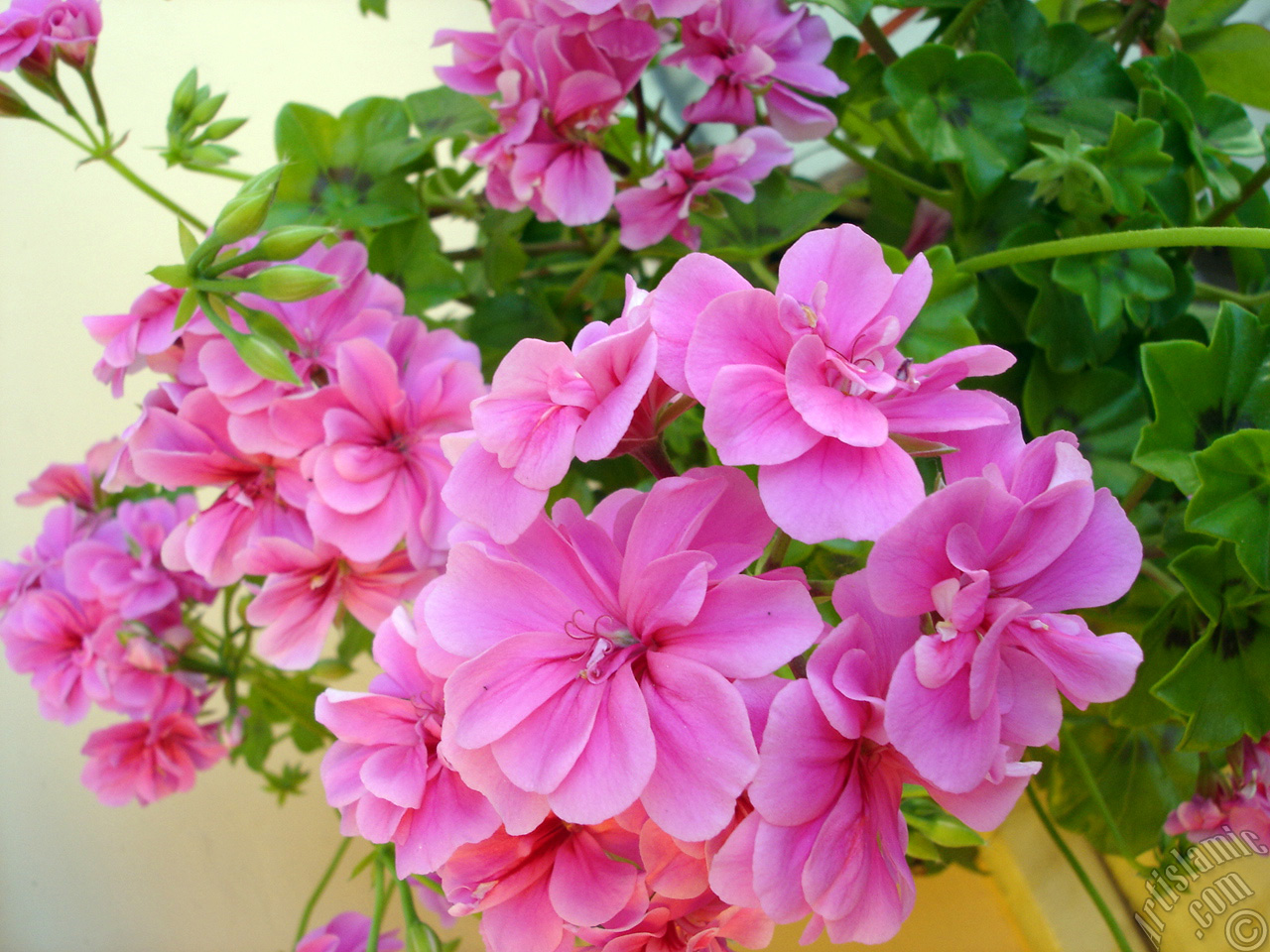 Pink Colored Pelargonia -Geranium- flower.
