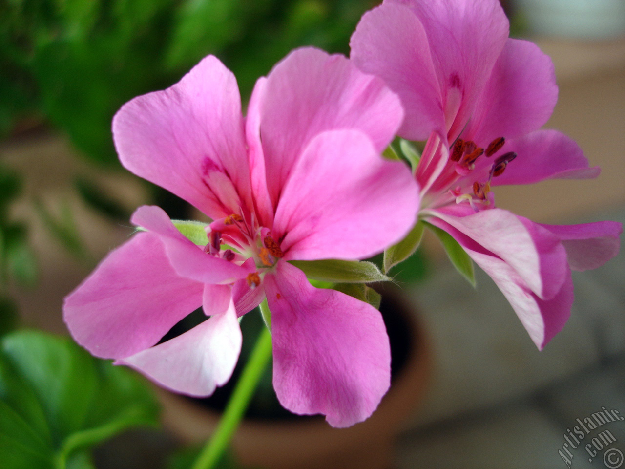 Pink Colored Pelargonia -Geranium- flower.
