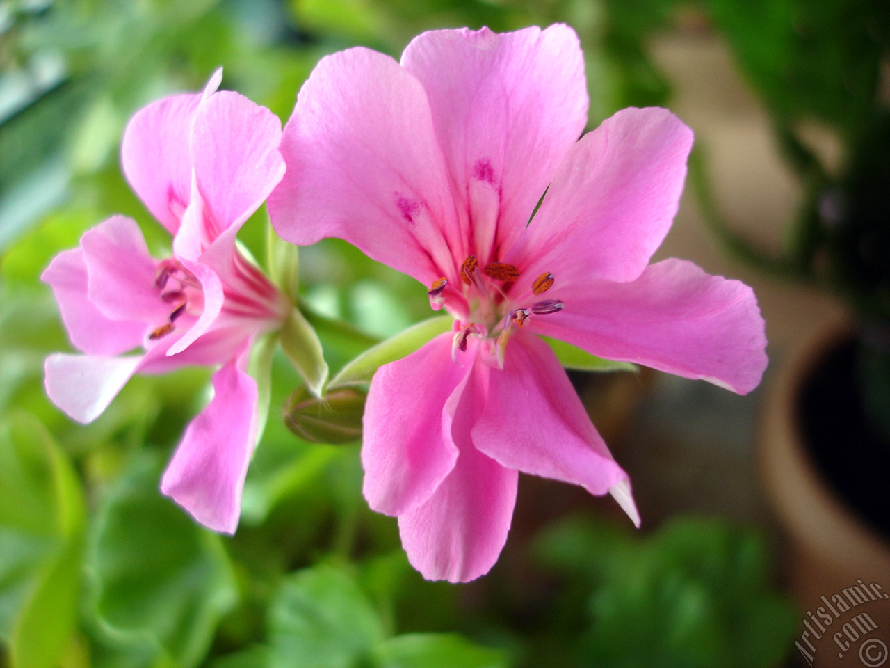 Pink Colored Pelargonia -Geranium- flower.
