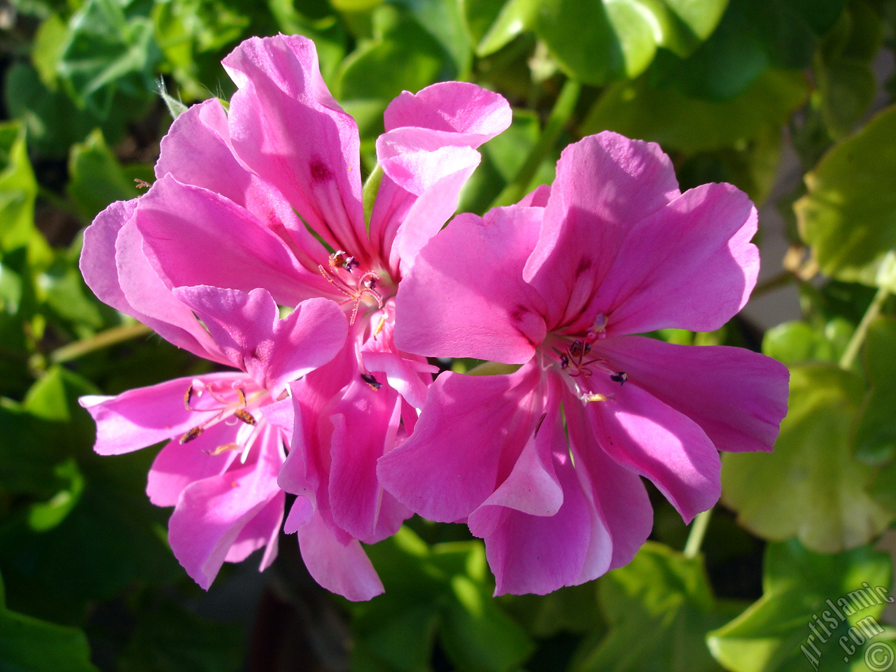 Pink Colored Pelargonia -Geranium- flower.

