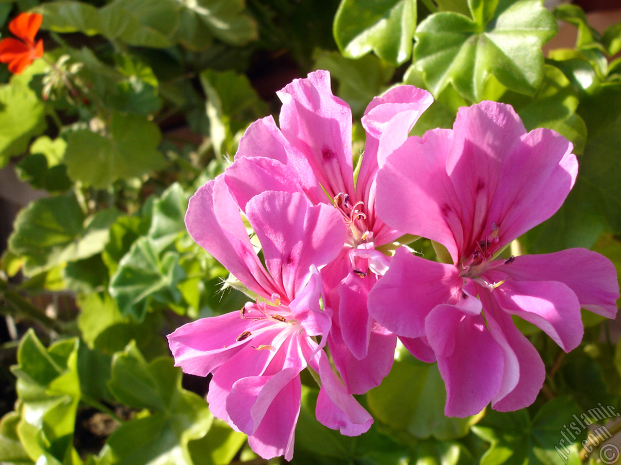 Pink Colored Pelargonia -Geranium- flower.

