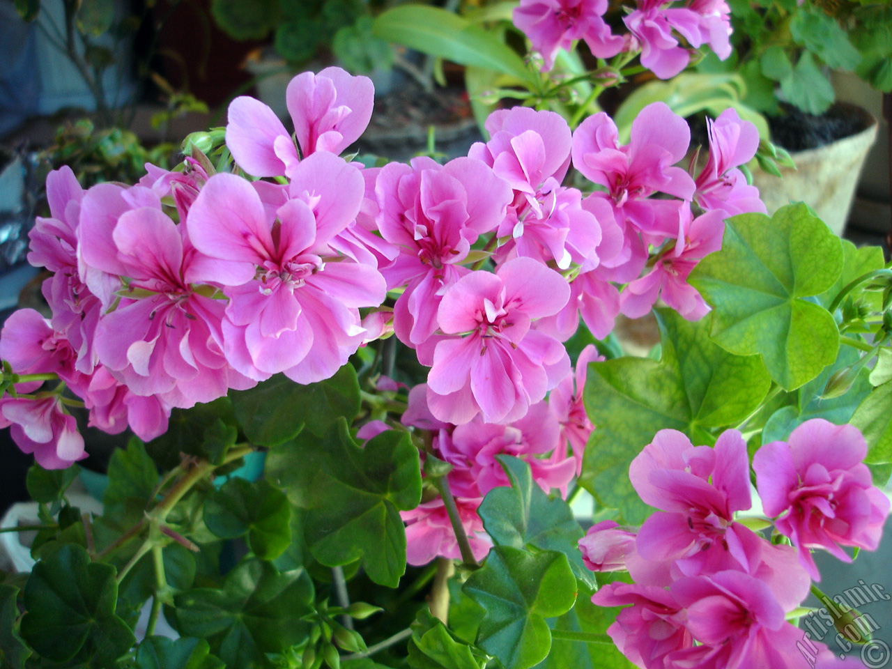 Pink Colored Pelargonia -Geranium- flower.
