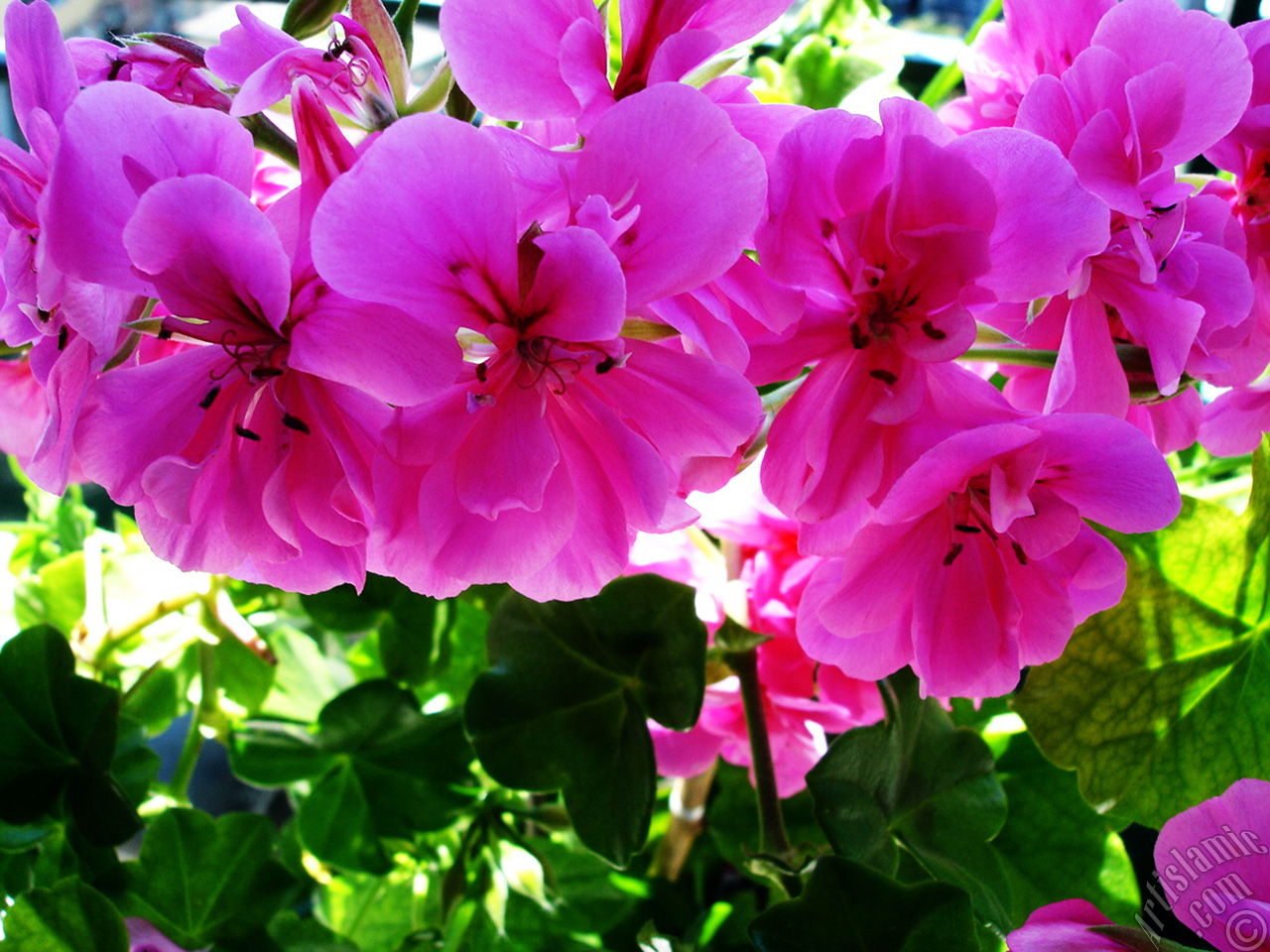 Pink Colored Pelargonia -Geranium- flower.
