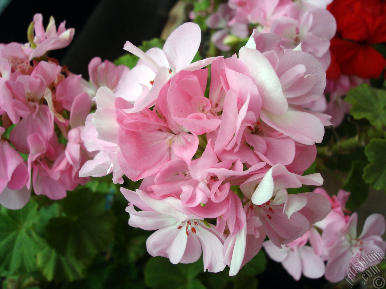 Pink Colored Pelargonia -Geranium- flower.
