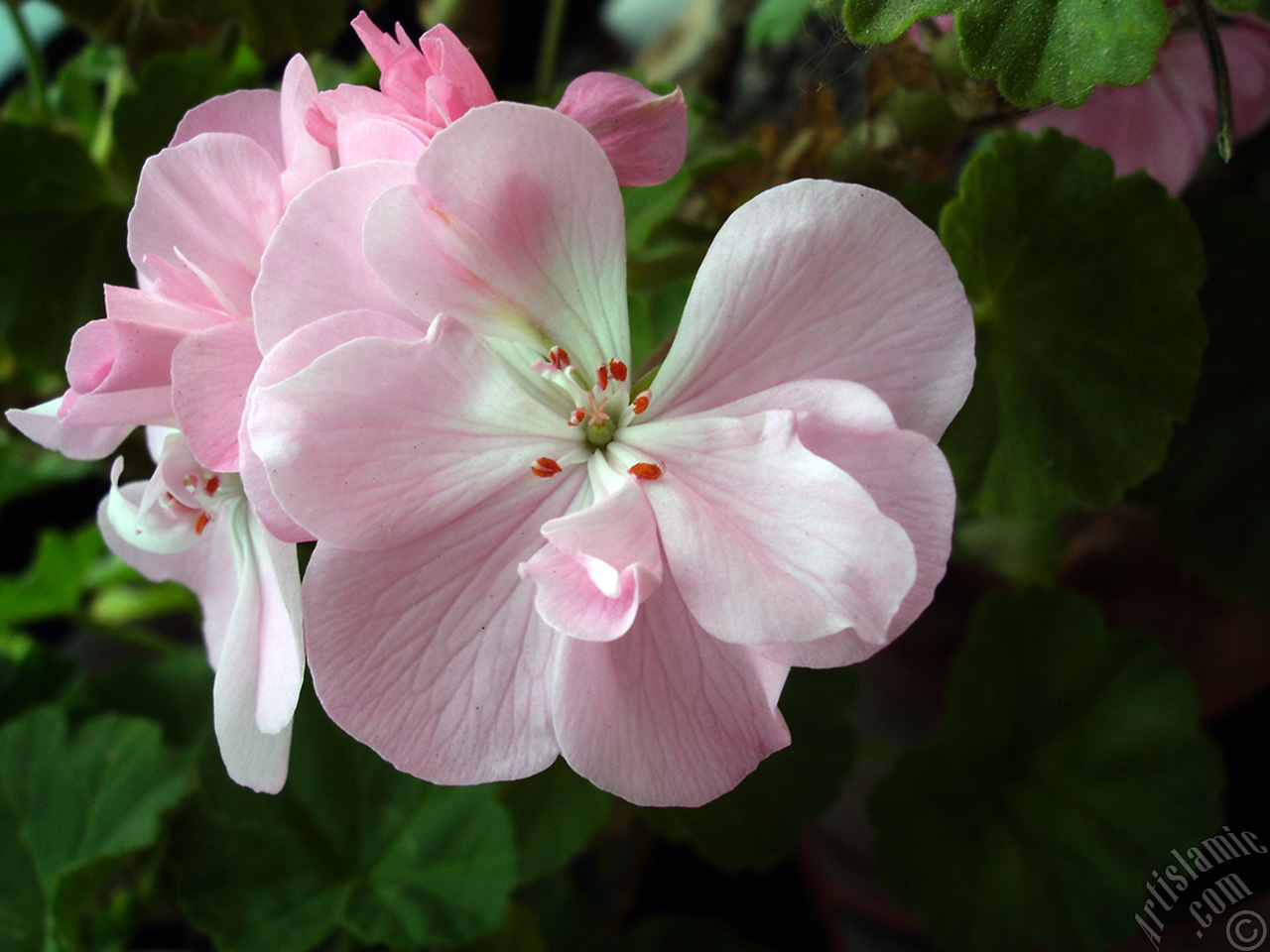 Pink Colored Pelargonia -Geranium- flower.
