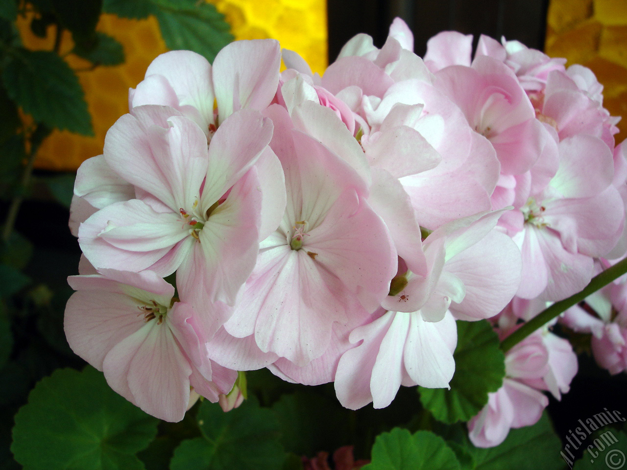 Pink Colored Pelargonia -Geranium- flower.
