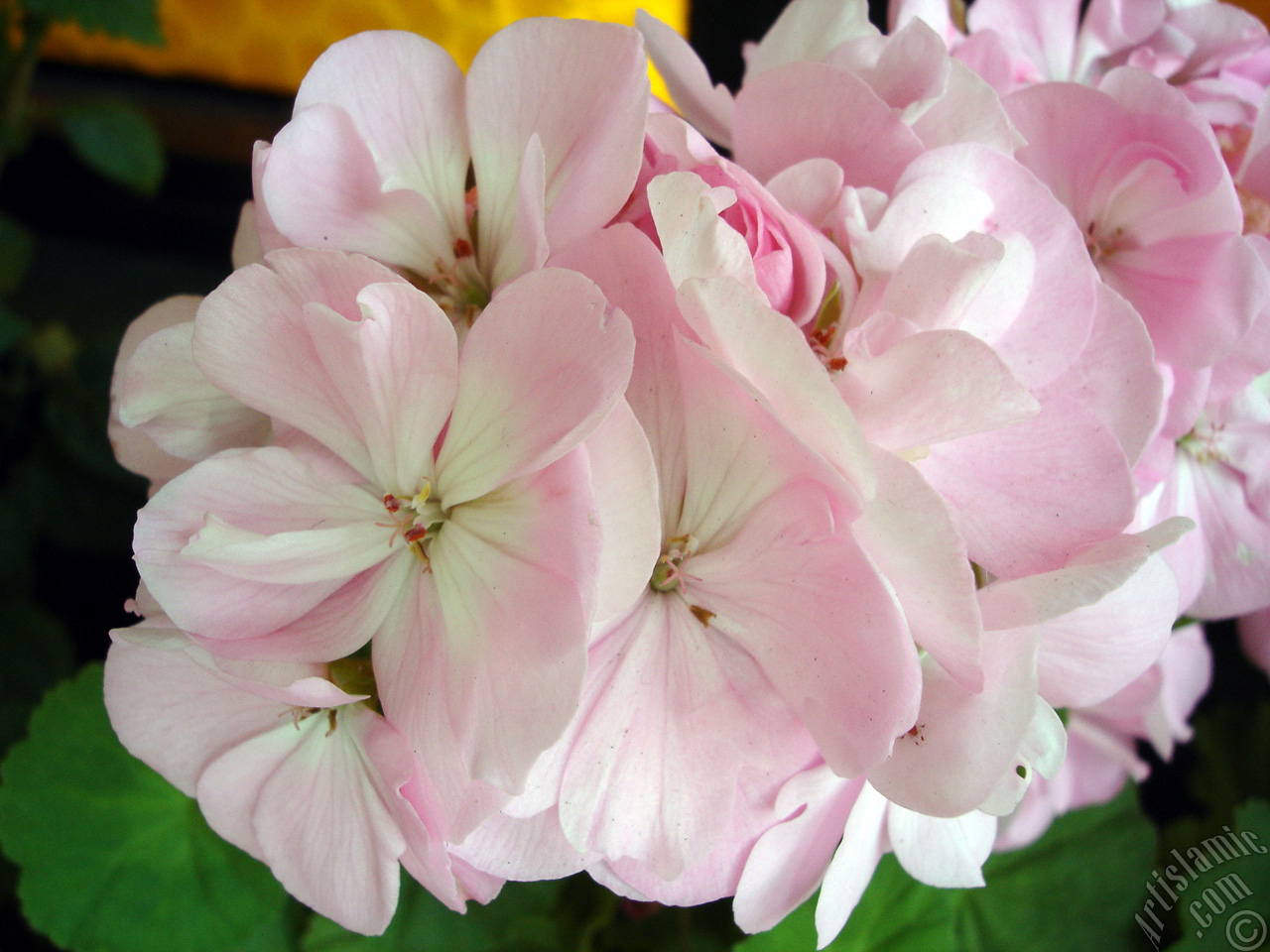 Pink Colored Pelargonia -Geranium- flower.
