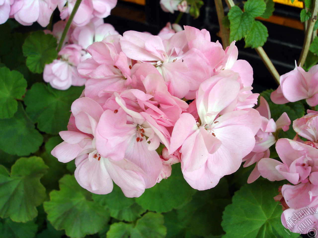 Pink Colored Pelargonia -Geranium- flower.

