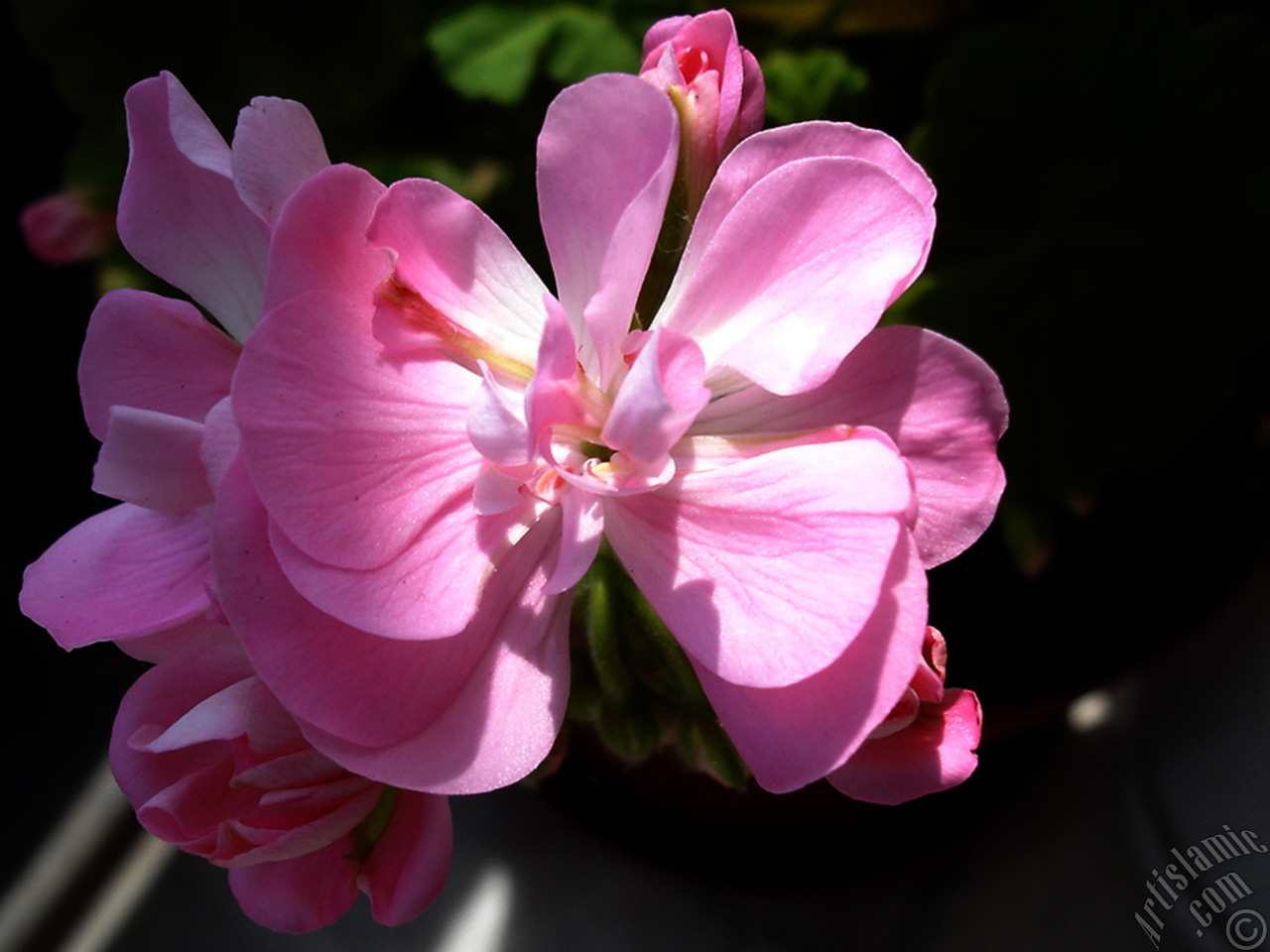 Pink Colored Pelargonia -Geranium- flower.
