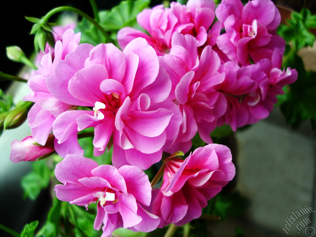 Pink Colored Pelargonia -Geranium- flower.
