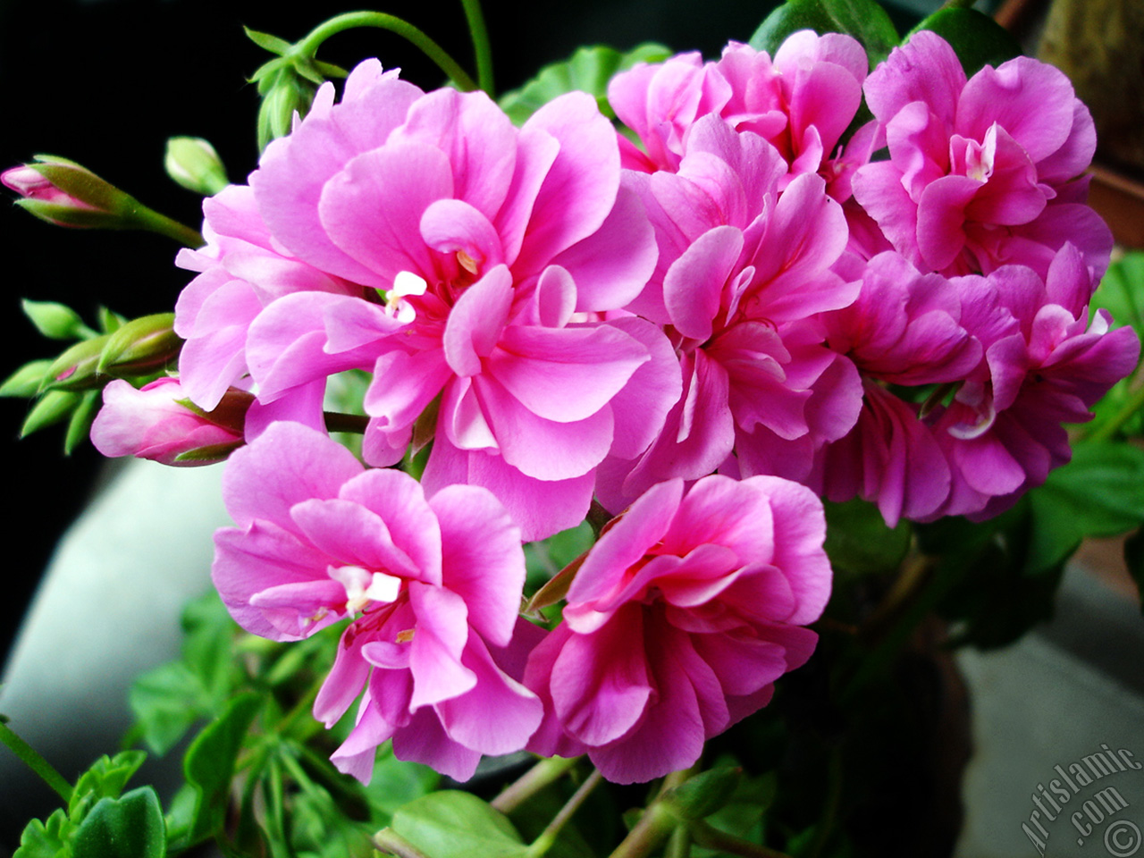 Pink Colored Pelargonia -Geranium- flower.
