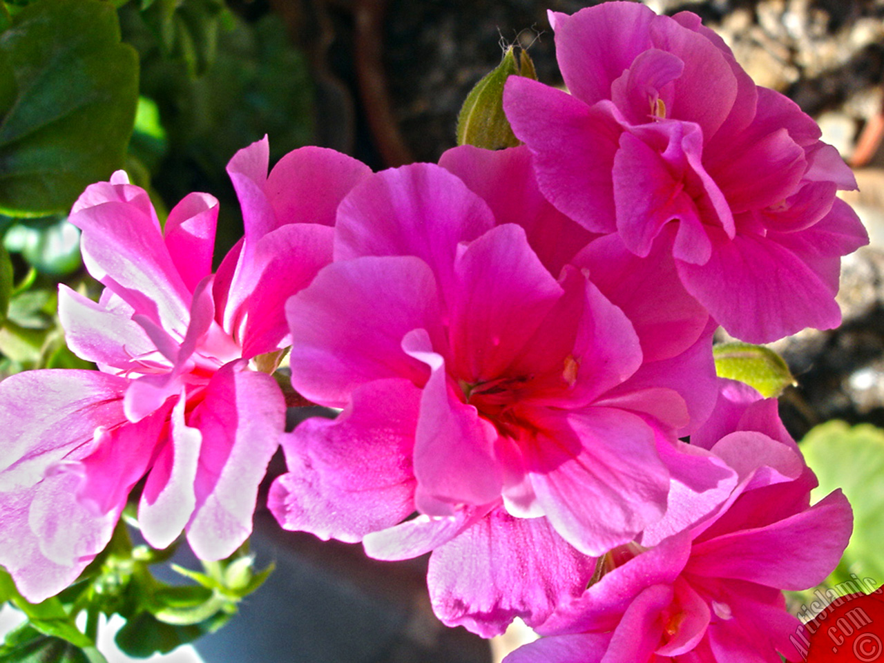 Pink Colored Pelargonia -Geranium- flower.

