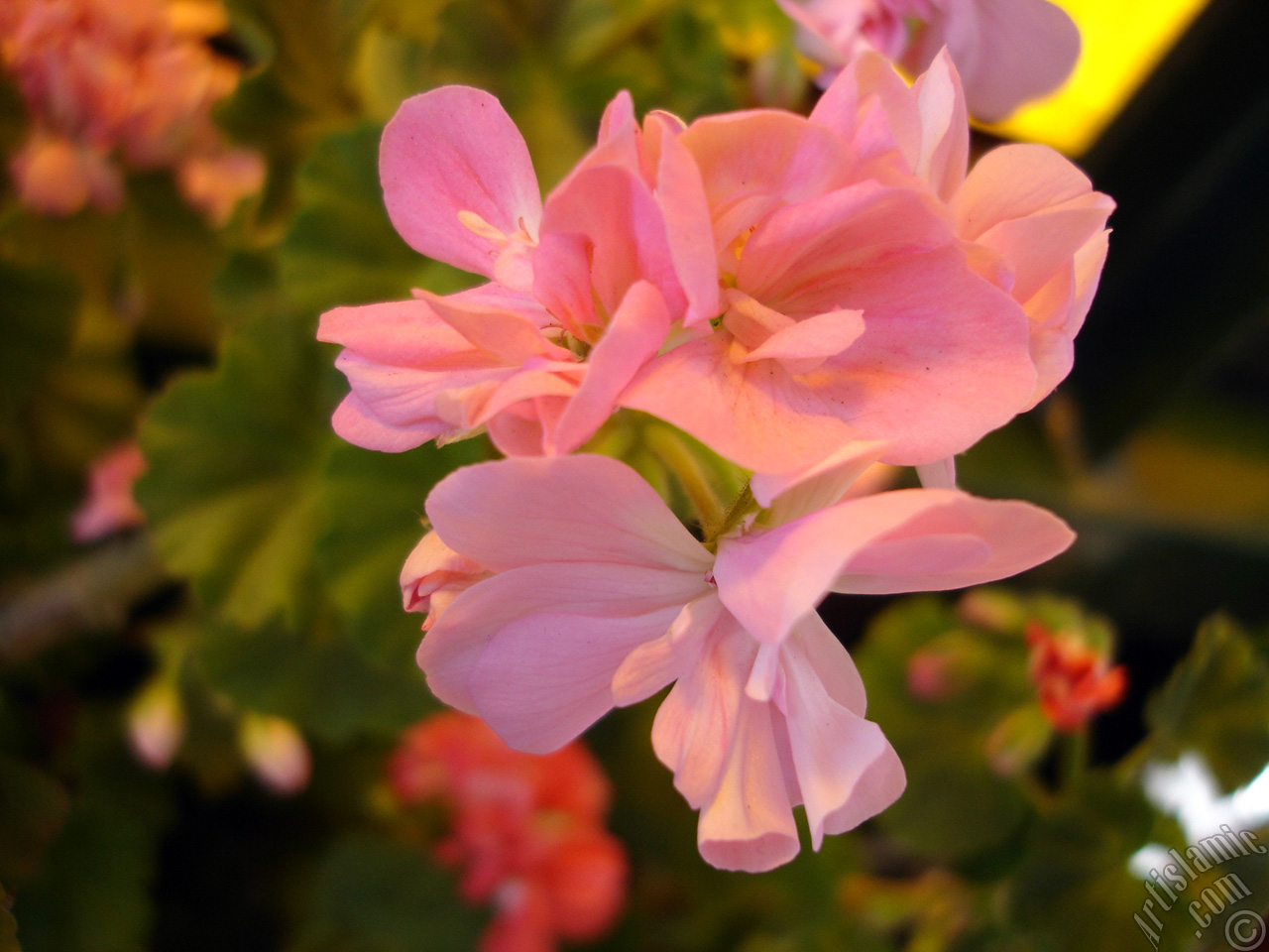 Pink Colored Pelargonia -Geranium- flower.
