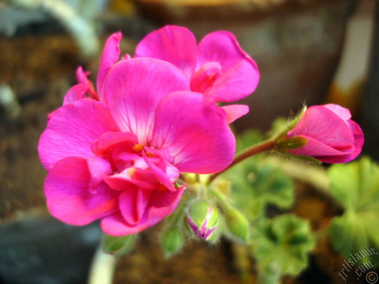 Pink Colored Pelargonia -Geranium- flower.
