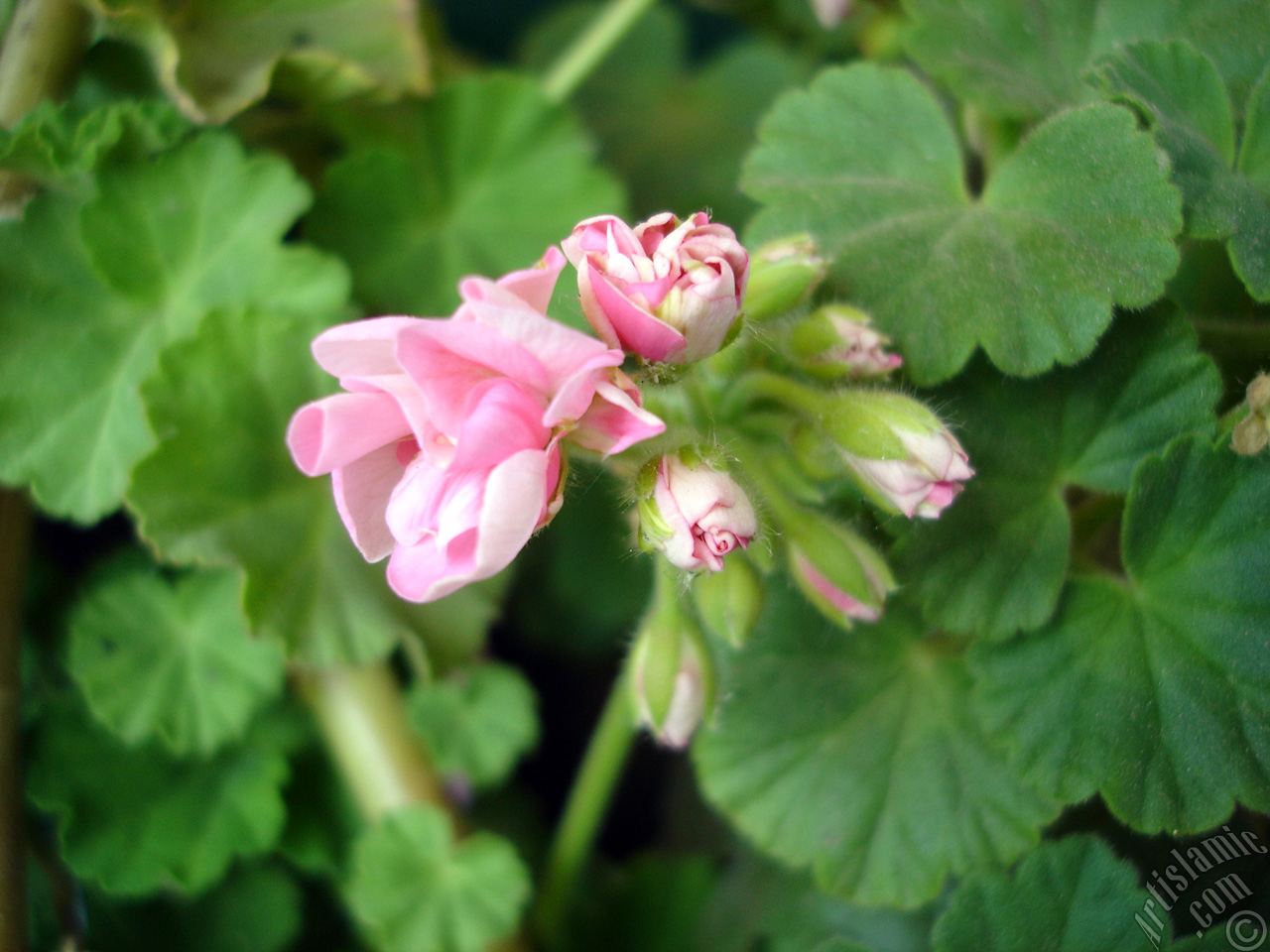 Pink Colored Pelargonia -Geranium- flower.
