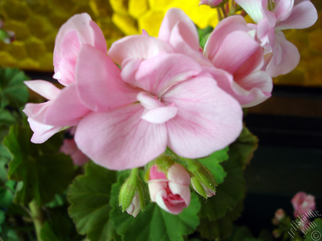 Pink Colored Pelargonia -Geranium- flower.
