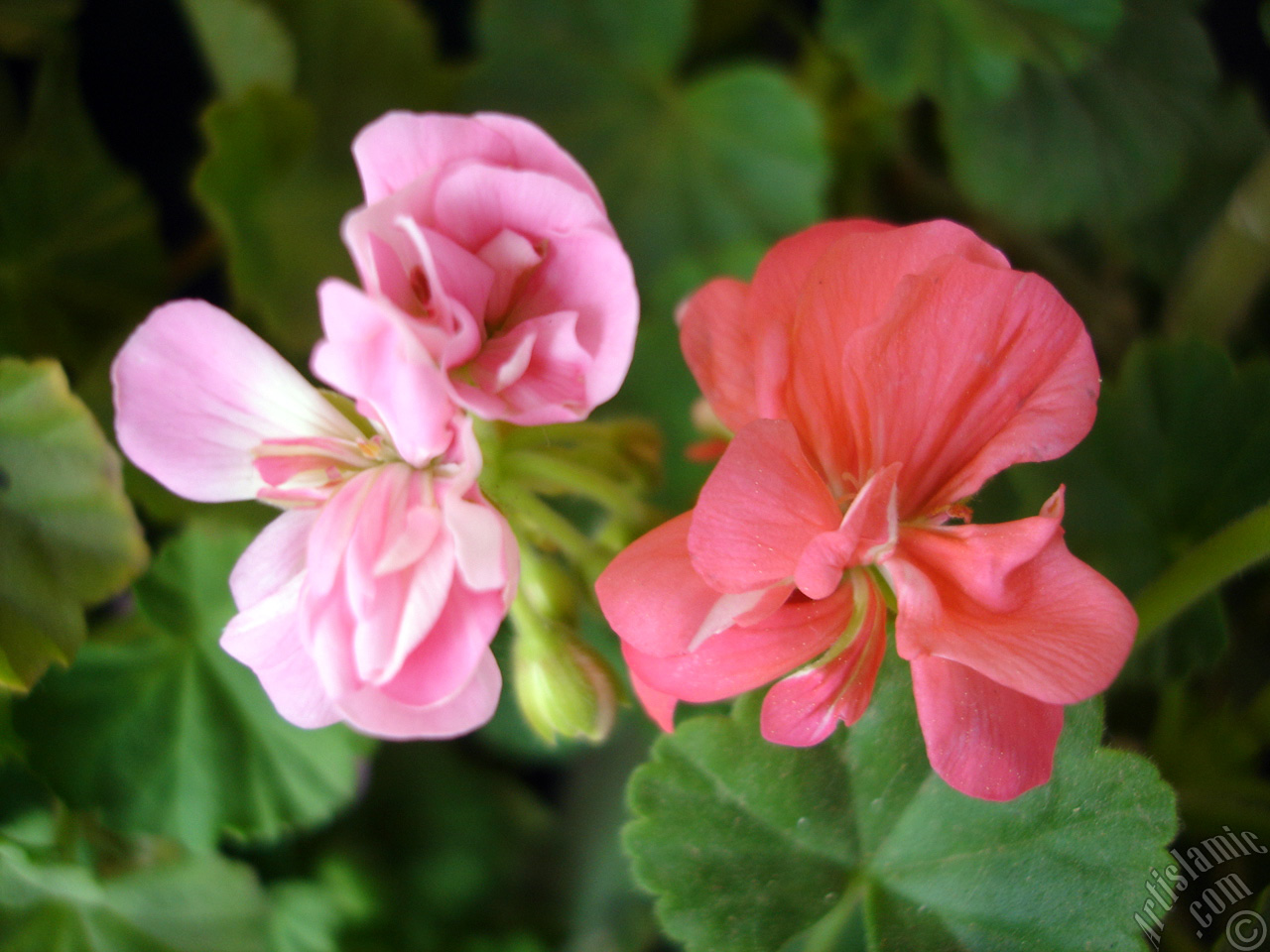 Pink Colored Pelargonia -Geranium- flower.
