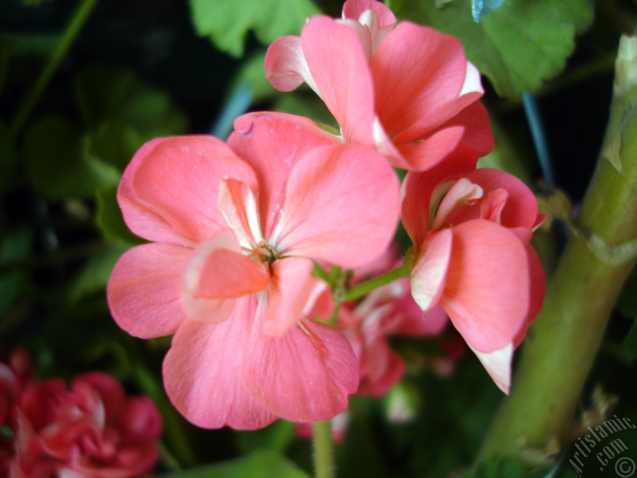 Pink Colored Pelargonia -Geranium- flower.
