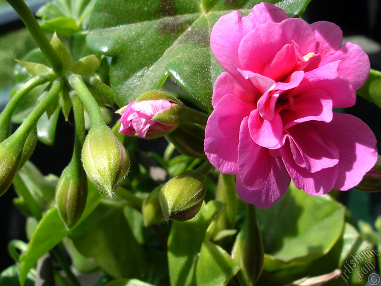 Pink Colored Pelargonia -Geranium- flower.

