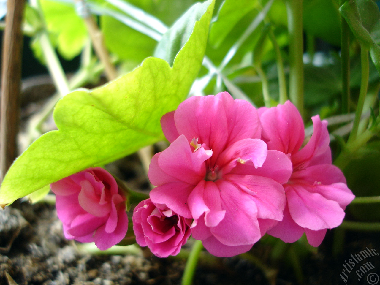 Pink Colored Pelargonia -Geranium- flower.
