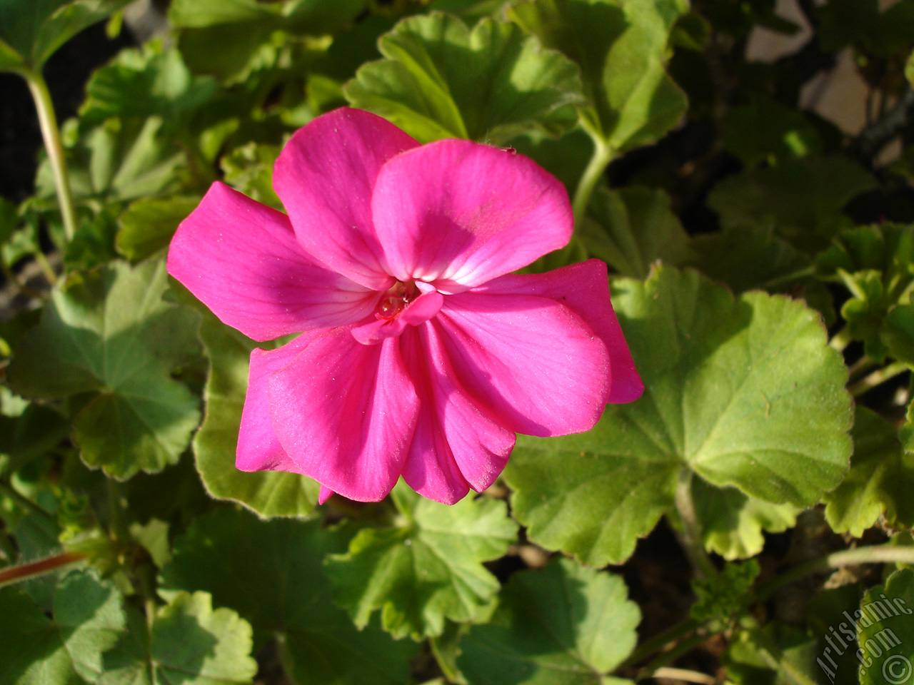 Pink Colored Pelargonia -Geranium- flower.
