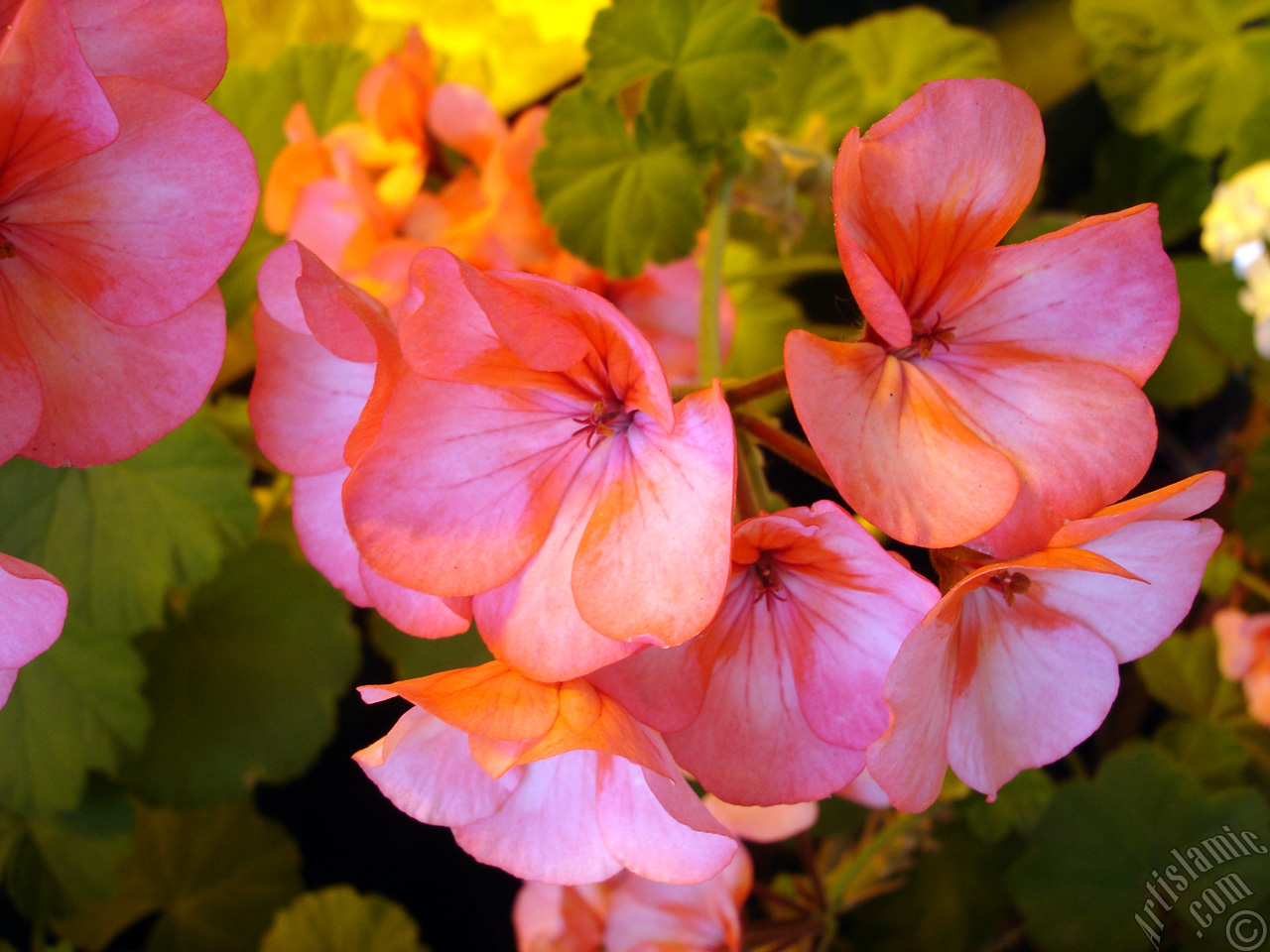 Pink and red color Pelargonia -Geranium- flower.

