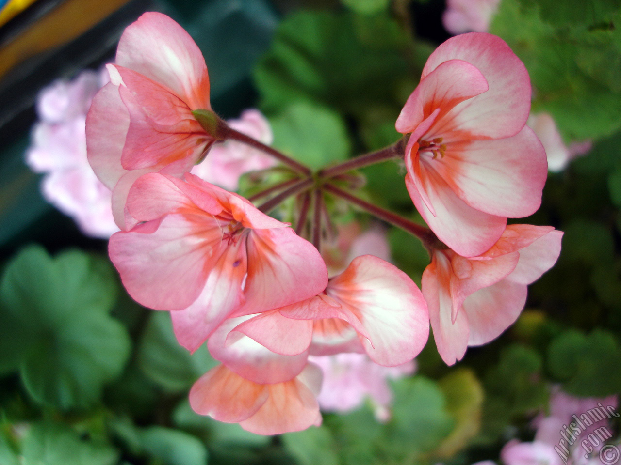 Pink and red color Pelargonia -Geranium- flower.
