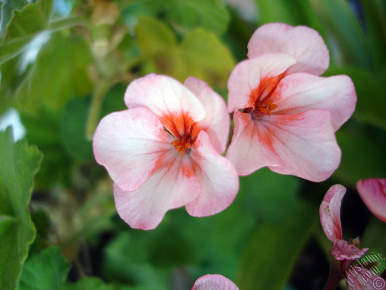 Pink and red color Pelargonia -Geranium- flower.
