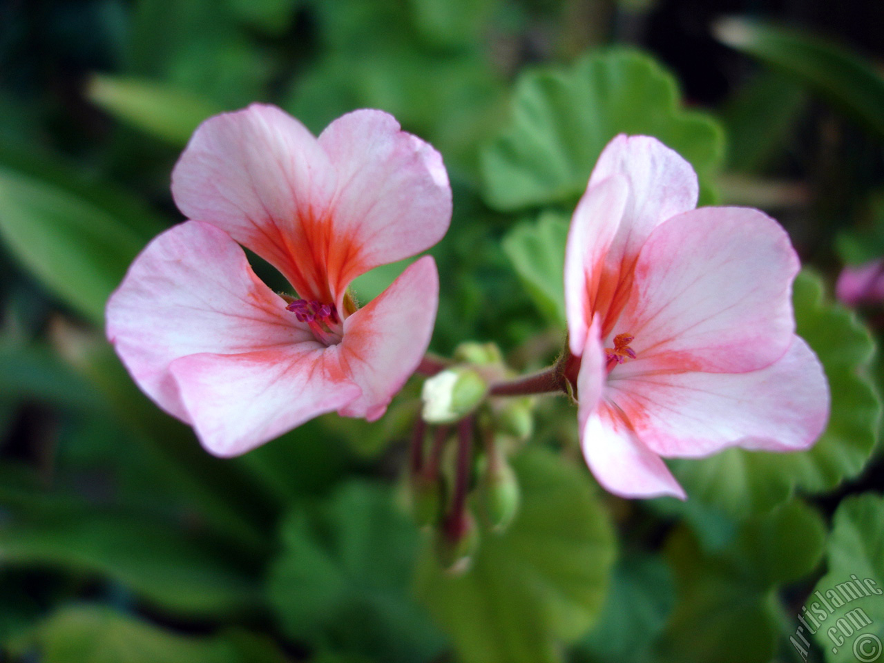 Pink and red color Pelargonia -Geranium- flower.
