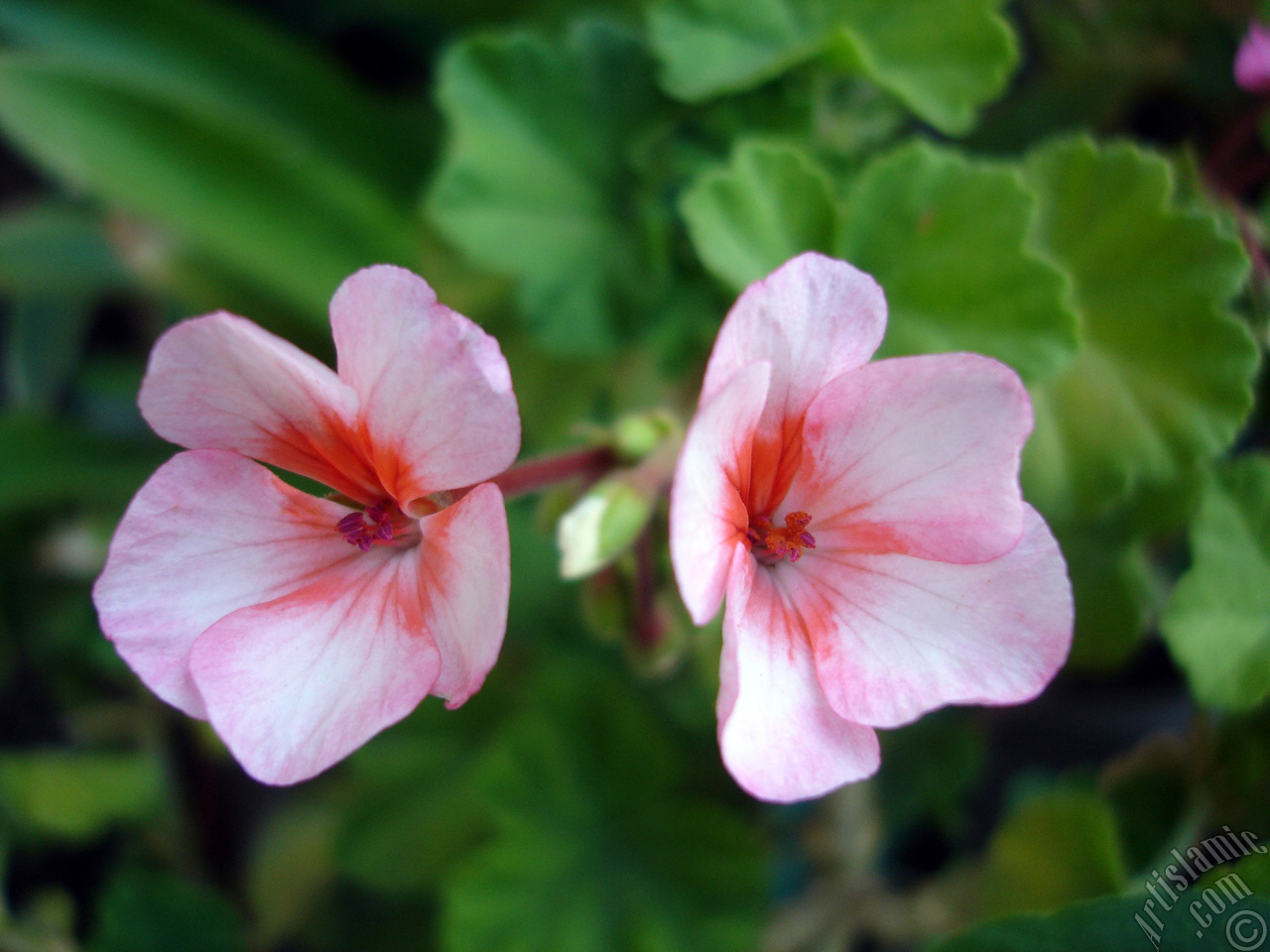 Pink and red color Pelargonia -Geranium- flower.
