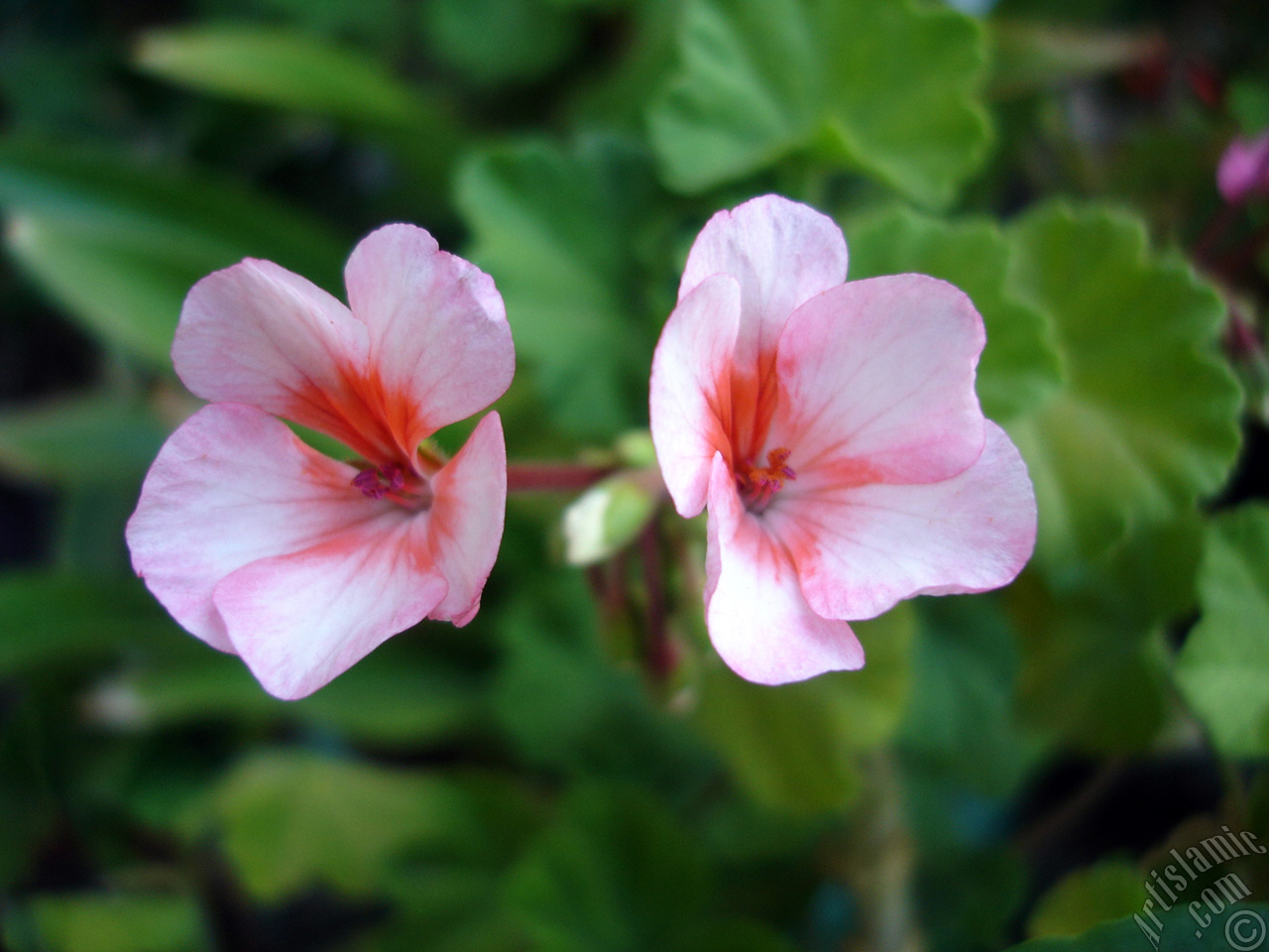 Pink and red color Pelargonia -Geranium- flower.

