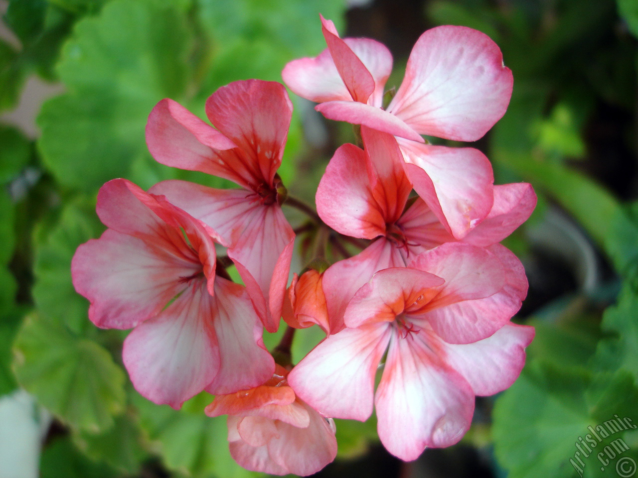 Pink and red color Pelargonia -Geranium- flower.
