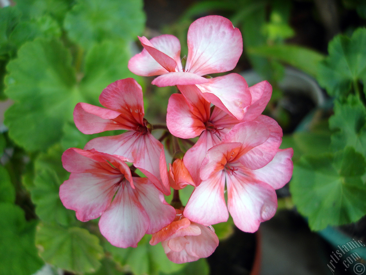 Pink and red color Pelargonia -Geranium- flower.
