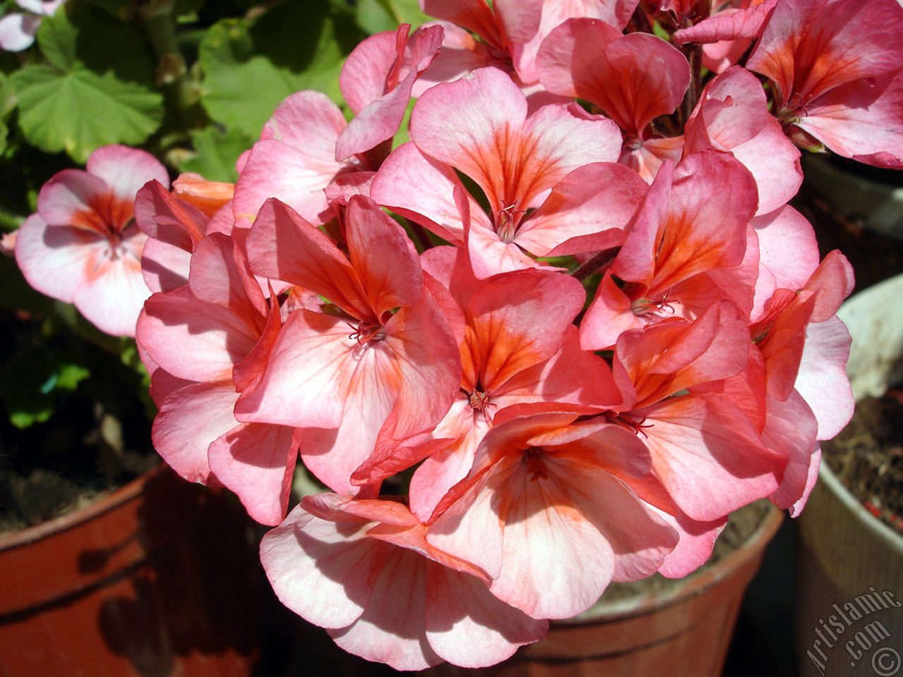 Pink and red color Pelargonia -Geranium- flower.
