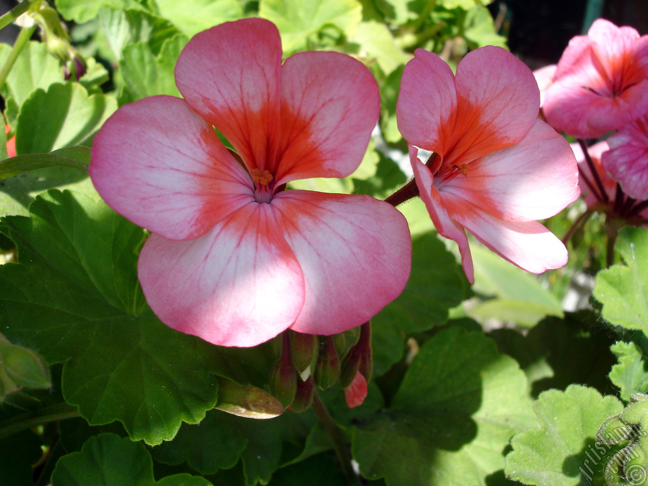 Pink and red color Pelargonia -Geranium- flower.
