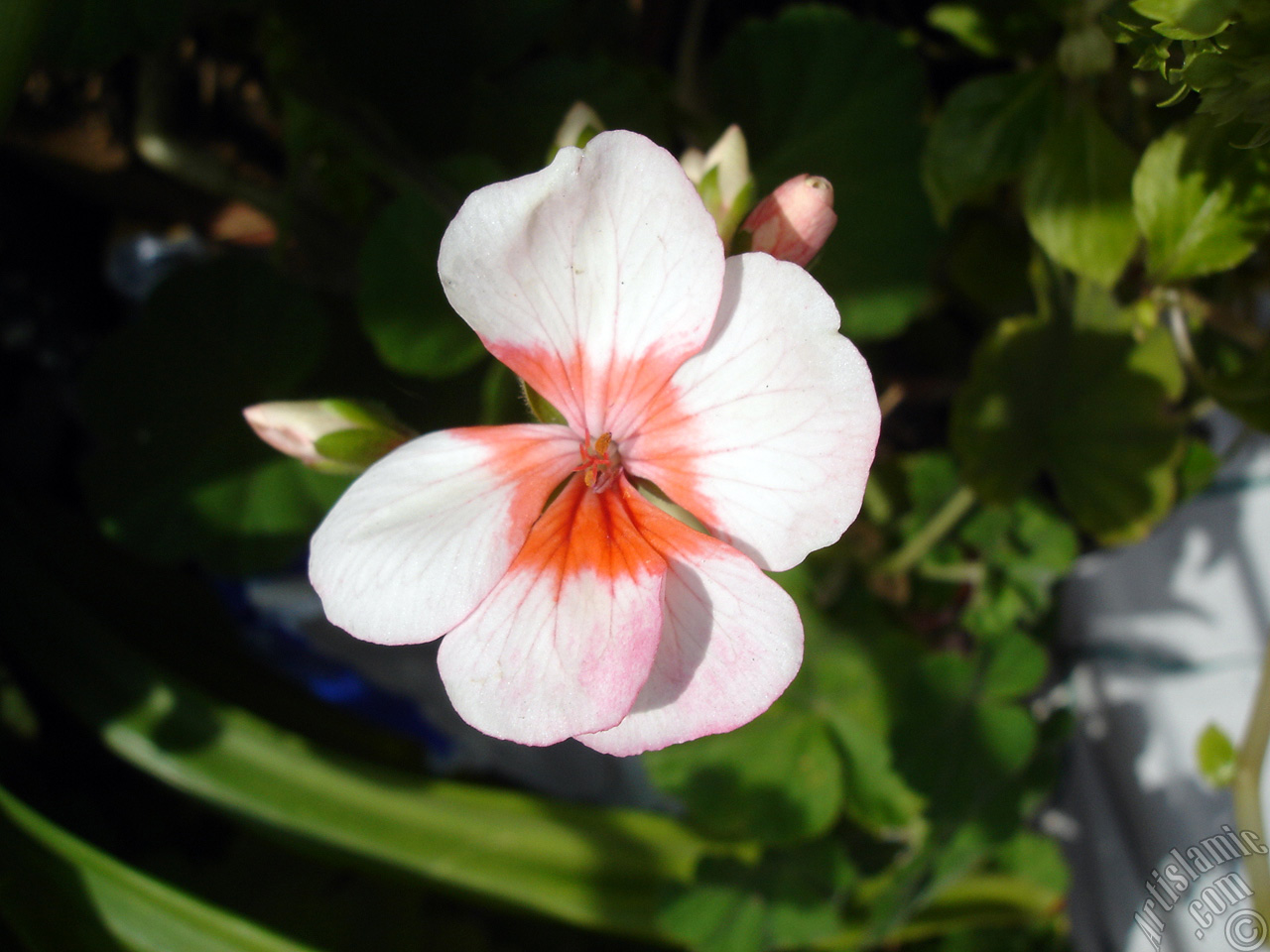 Pink and red color Pelargonia -Geranium- flower.
