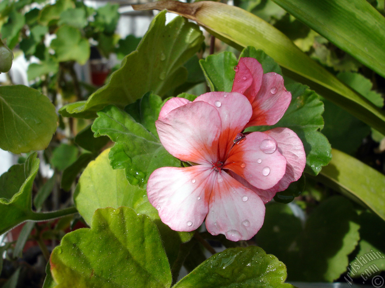 Pink and red color Pelargonia -Geranium- flower.
