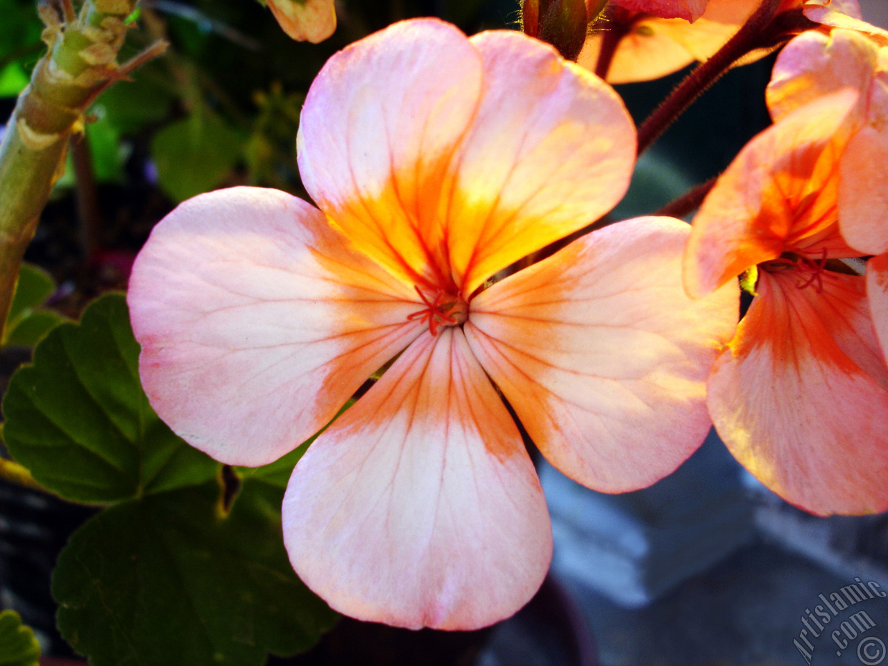 Pink and red color Pelargonia -Geranium- flower.
