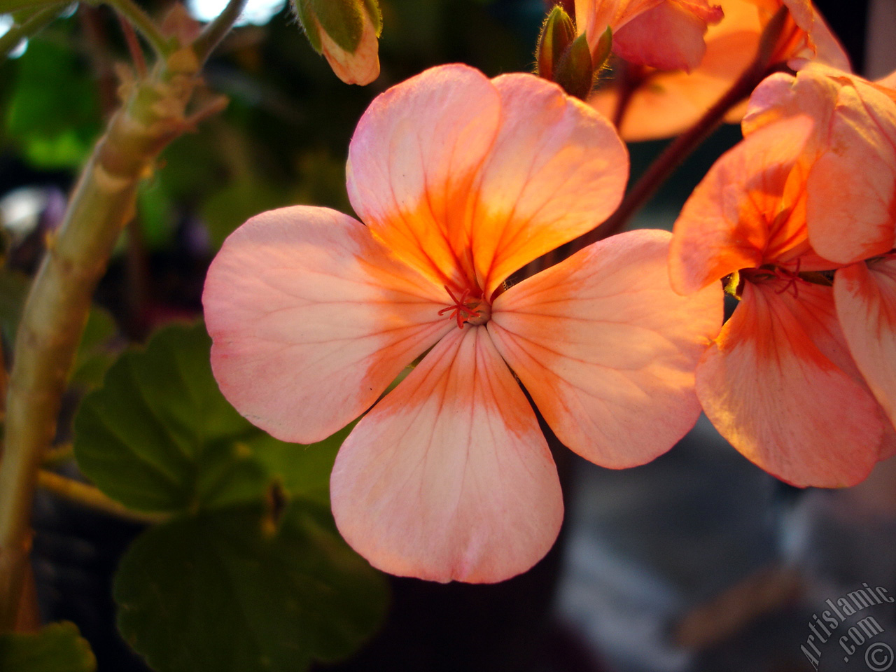 Pink and red color Pelargonia -Geranium- flower.
