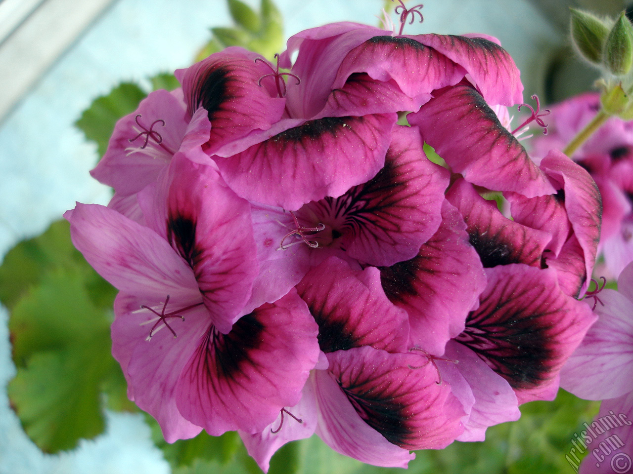 Dark pink mottled Pelargonia -Geranium- flower.
