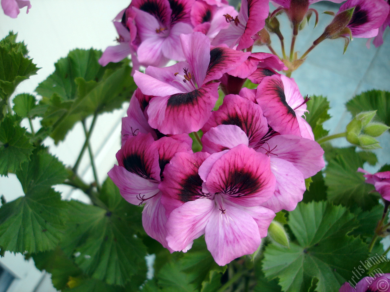 Dark pink mottled Pelargonia -Geranium- flower.
