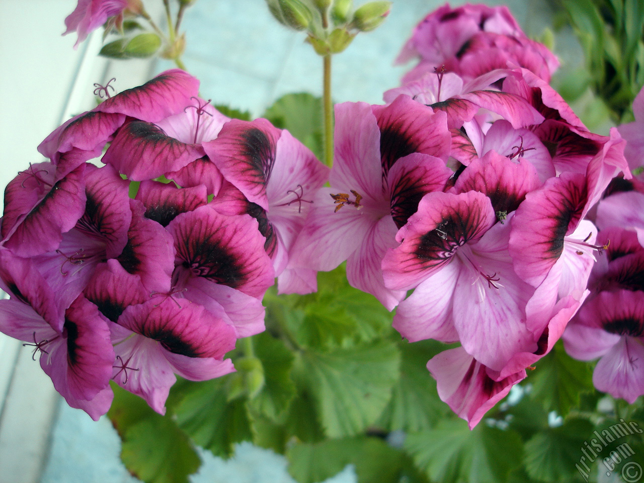 Dark pink mottled Pelargonia -Geranium- flower.
