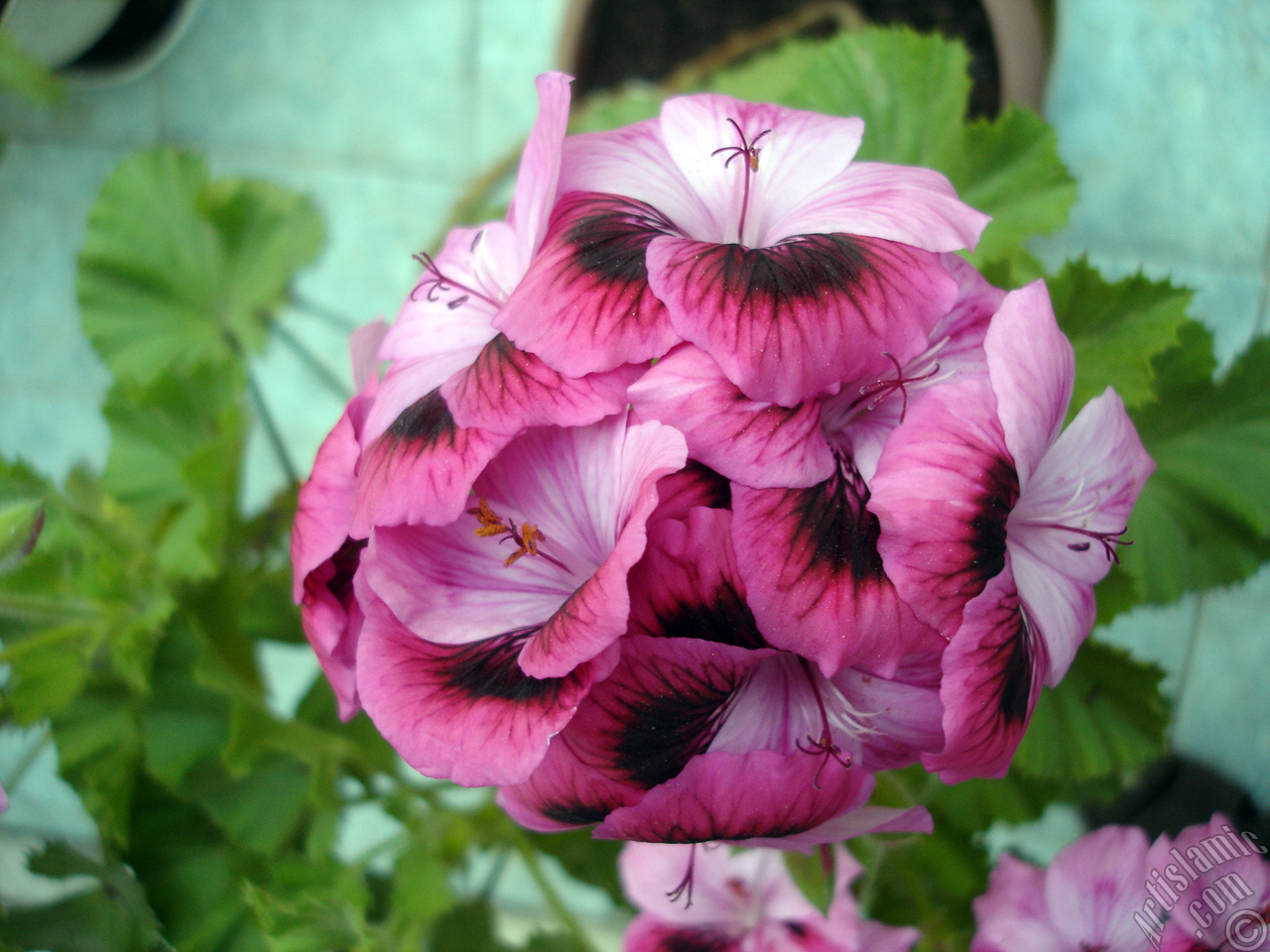 Dark pink mottled Pelargonia -Geranium- flower.
