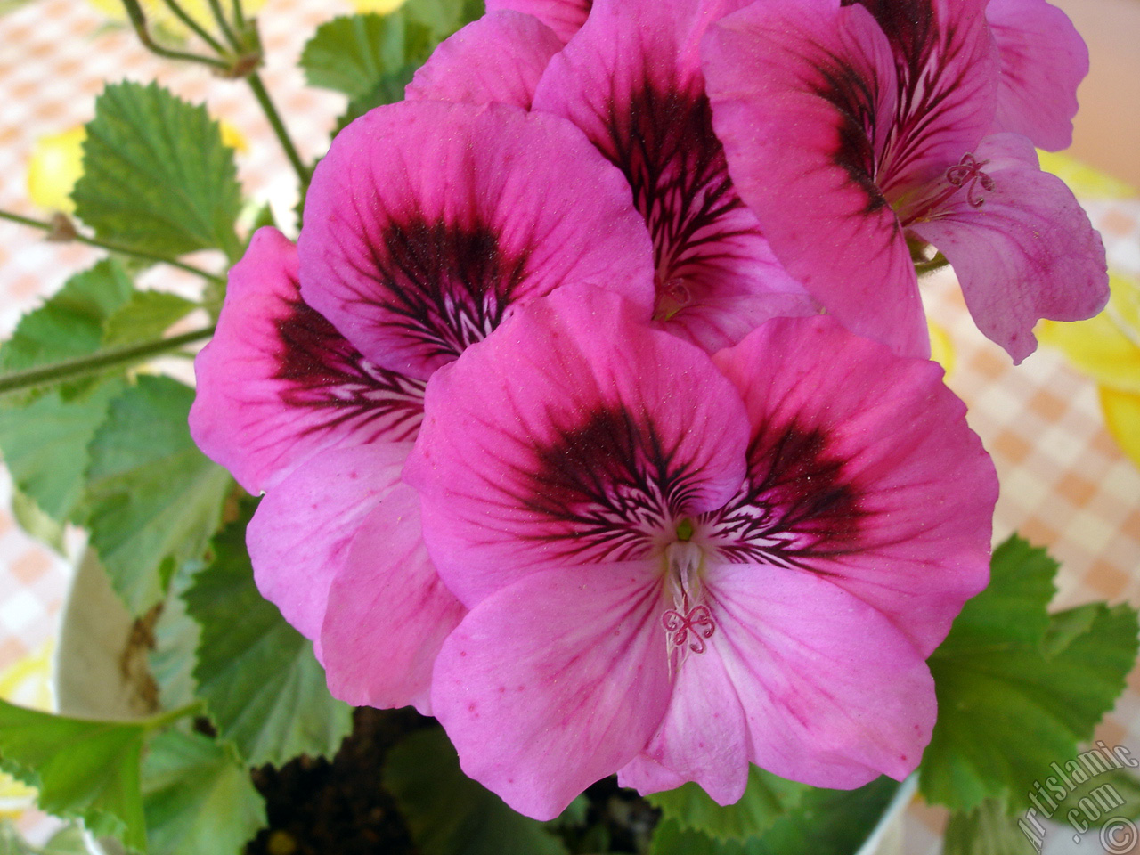 Dark pink mottled Pelargonia -Geranium- flower.
